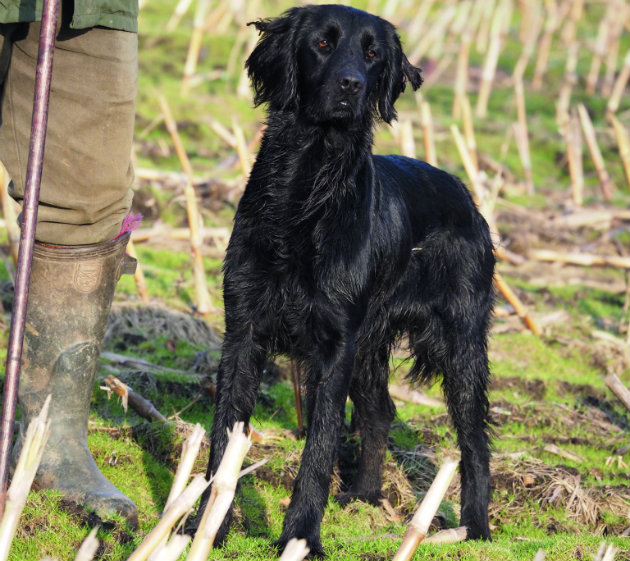 flat coat retriever 