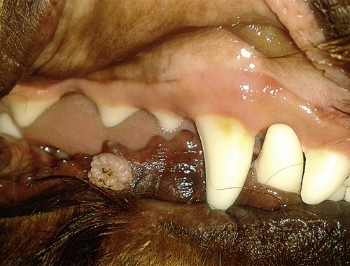 lump on dog's jaw