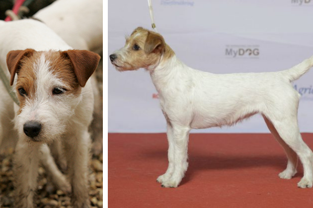Parson Russell terrier