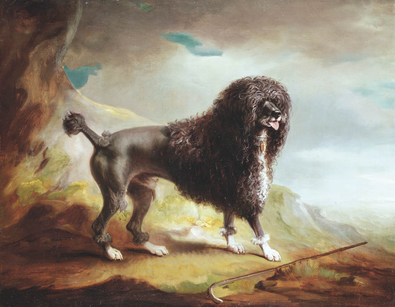 poodle with lion clip 