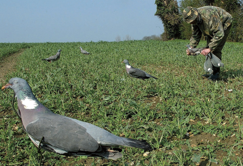 Pigeon shooting