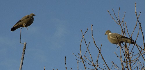 Pigeon shooting