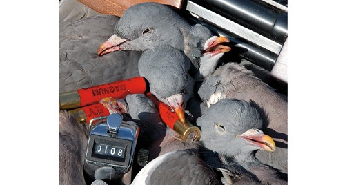 Pigeon shooting with .410