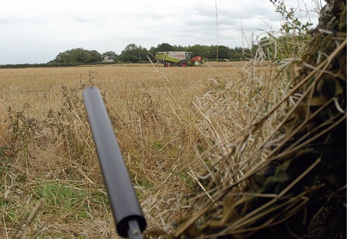 pigeon shooting