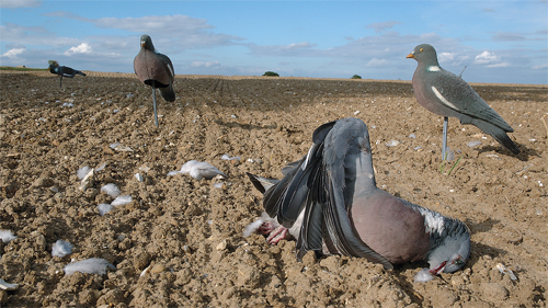 pigeon shooting decoys on drillings