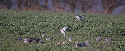 Pigeon shooting