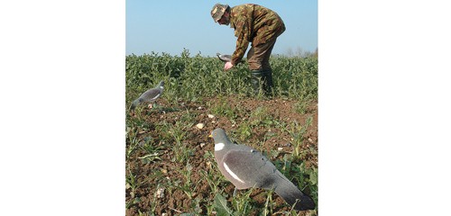 pigeon shooting picking up