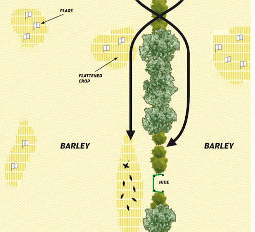 pigeon shooting plan