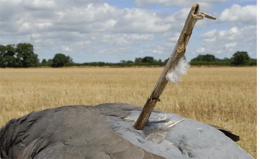 pigeon shooting