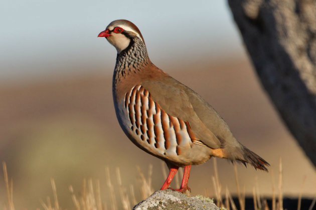 red legged partridge