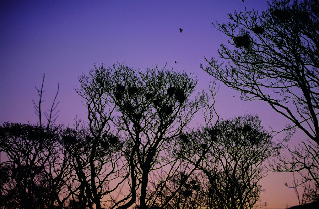 rooks in a rookery 