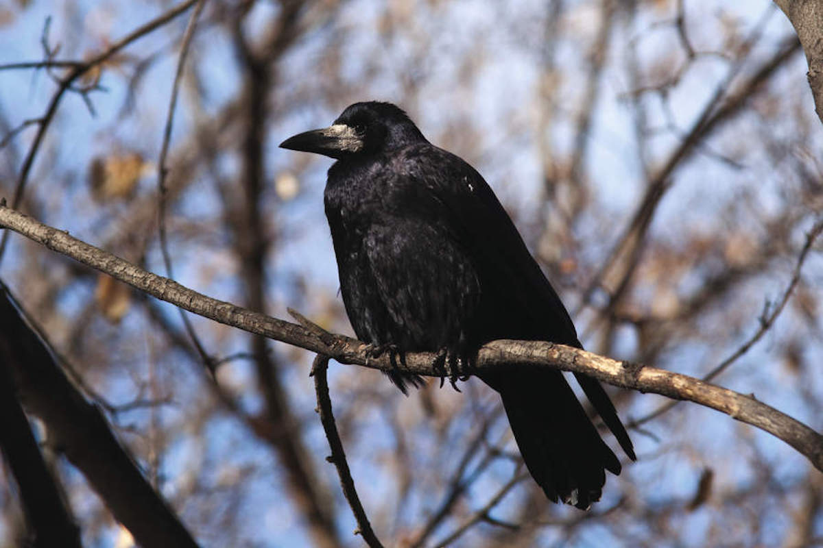 Rook on brance of tree 