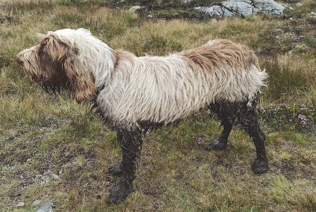 spinone italiano