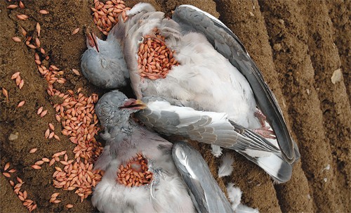 wood pigeons crop eating