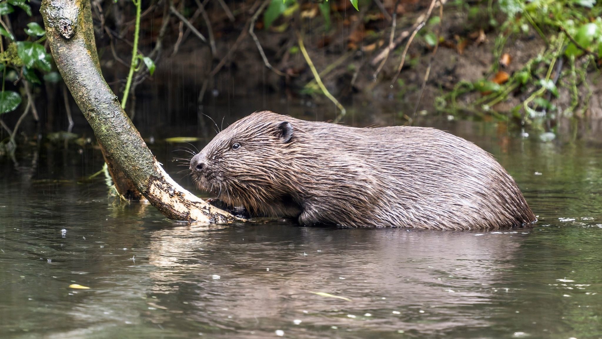 Wild beaver release approved for England