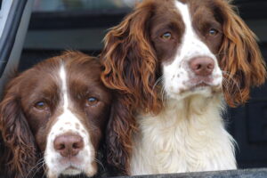 Springer vs cocker spaniel - which breed would suit you best? | ShootingUK