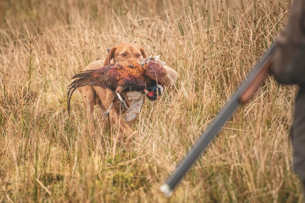 HPR breeds - a touch of class but not always good family pets | ShootingUK