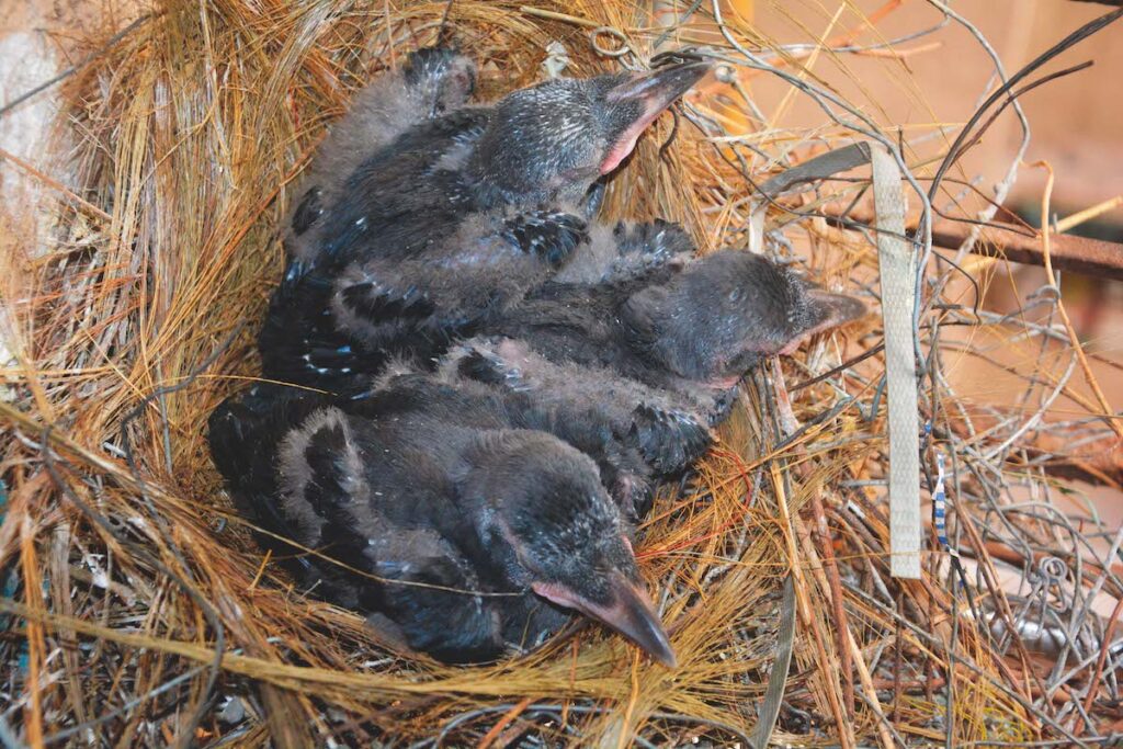 Indian house crow - an invasive urbanite that makes itself at home ...