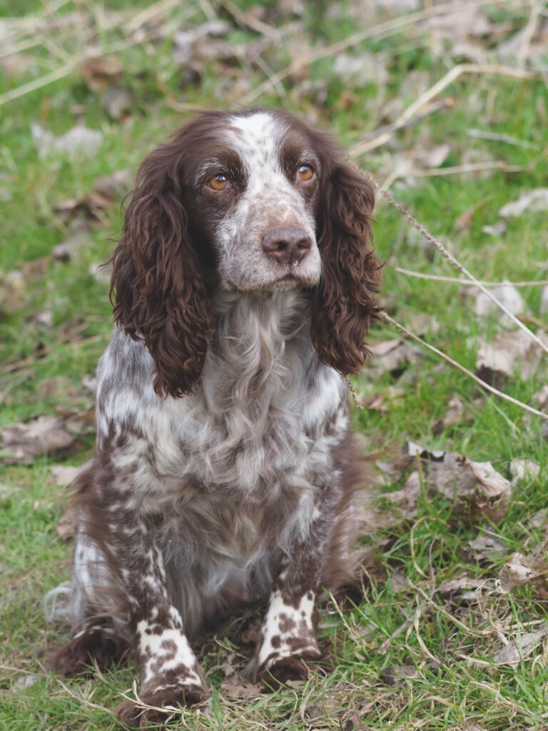 Golden Cocker Spaniels - Are They Really More Aggressive Than Others 